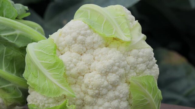 Close-up of premium quality fresh cauliflower curd