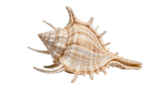 Spiky beige and white seashell with intricate spiral pattern, isolated on transparent background