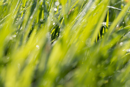 Abstract Dewy Green Grass with Sparkling Morning Bokeh
