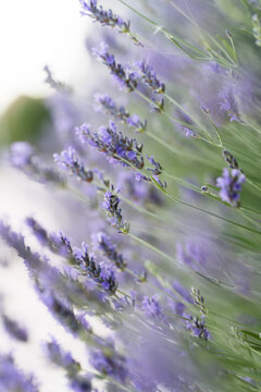 Soft Lavender Flowers With Airy Garden Bokeh