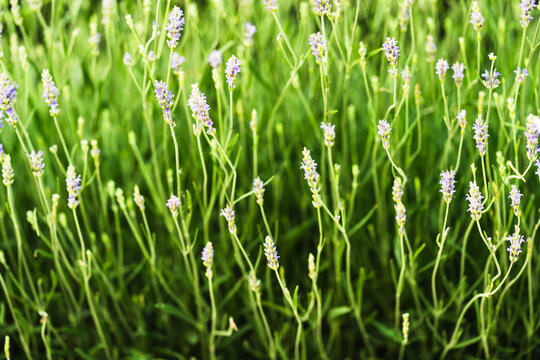 Lavender Flowers Blooming in Lush Green Garden