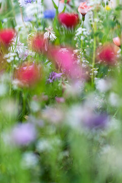 Dreamy Wildflower Meadow With Soft Pastel Blooms