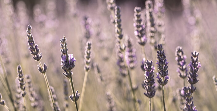Lavender Flowers in Soft Pastel Meadow Light