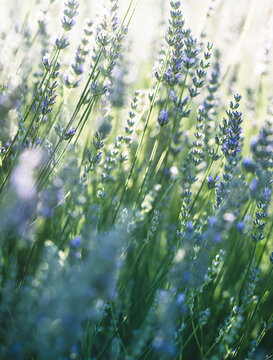 Lavender Stems in Glowing Garden Light