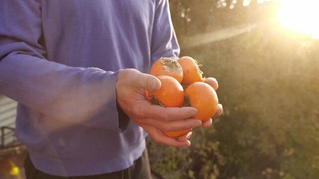 Fresh Persimmons in Farmer's Handsю Farming