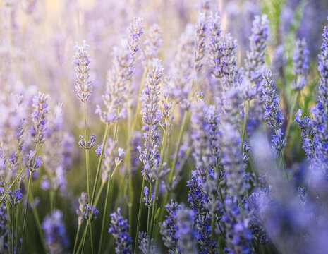 Lavender Field Blossoms in Soft Morning Light