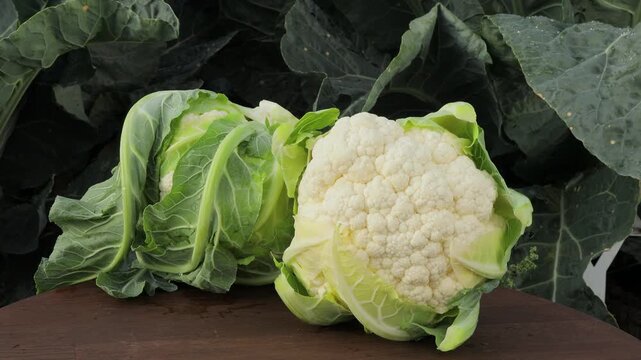 Premium quality fresh cauliflowers displayed after harvest