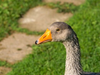 profile portrait of a domestic grey farm goose with a bright orange beak - Detailed headshot of a grey waterfowl bird showing feather texture and beak anatomy © light