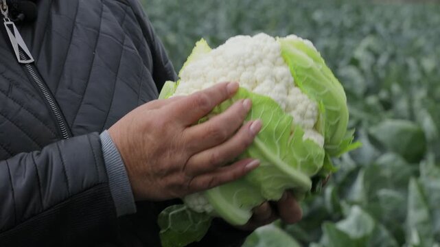 Specialist holding fresh healthy cauliflower to demonstrate crop quality