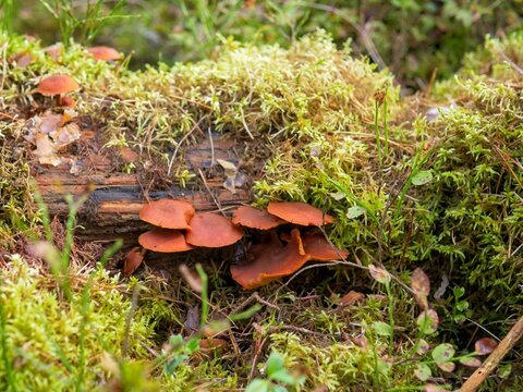 Orange Saprophytic Fungi Decomposing Deadwood on a Mossy Forest Floor - Cluster of Wild Orange Mushrooms Growing on a Rotting Log in an Autumn Forest