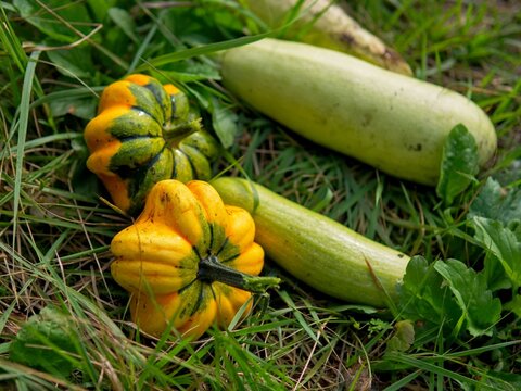 Freshly harvested heirloom pattypan and pale summer squashes resting on natural green grass in an organic garden
