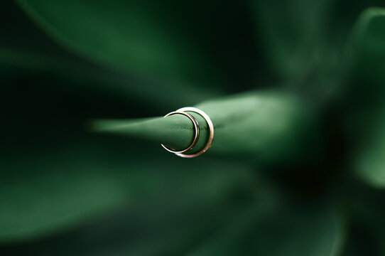 Gold wedding rings perched on the tip of green succulent leaf in a minimalist close-up macro composition, evoking intimacy, nature, commitment and elegant simplicity for romantic or botanical themes.