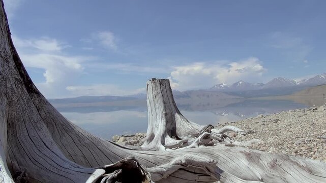 Weathered Tree Stump on Rocky Shore in Freshwater Lakeside Landscape. The composition includes blue lake and distant mountains within freshwater lakeside landscape.
