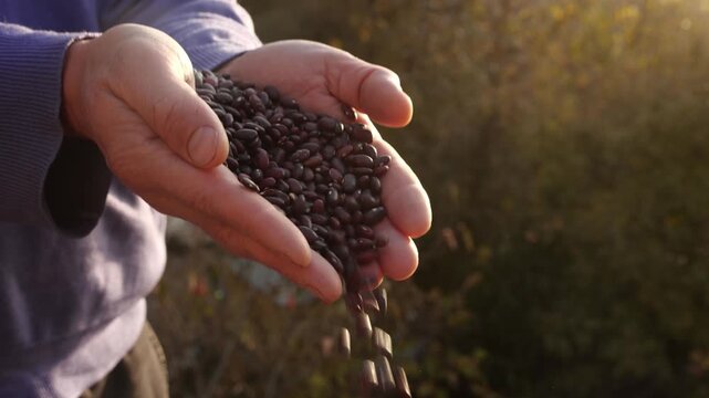 Agricultural Worker Holding Beans Harvest. Food Supply