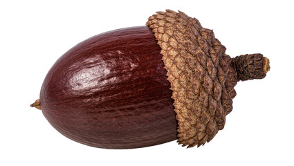Large brown acorn with textured cap, isolated on transparent background © PNGera