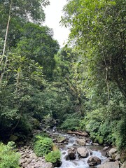 Fototapeta premium river in the forest