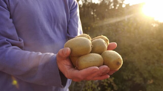 Kiwi harvesting. Agricultural Worker Holding Harvest