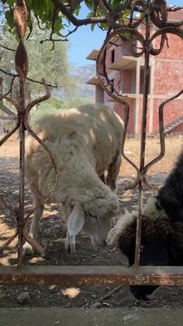 Sheep stand and graze behind an ornate, rusty iron gate in a rural setting