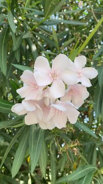 Close-up shot of pale pink oleander flowers swaying gently in the breeze