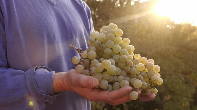 Fresh Grapes Harvest in Winemaker Farmer Hands. Organic Food Production