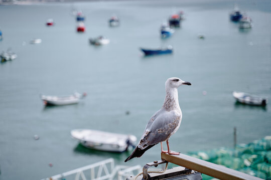 lone seagull perches on a harbor railing, overlooking moored small boats on a calm coastal sea. The scene evokes quiet seaside solitude, maritime life, and gentle, muted coastal tones.