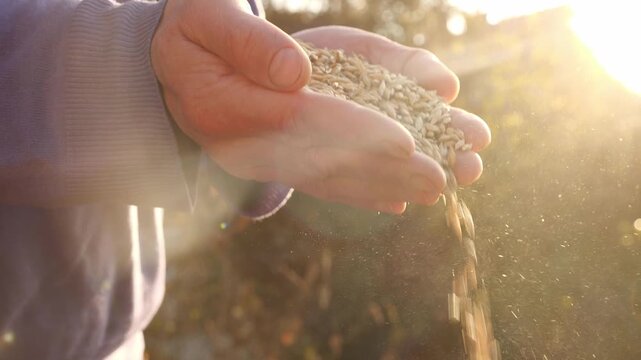 Wheat Grains in Farmer's Hands. Close Up of Farmer Harvest. Fresh Produce