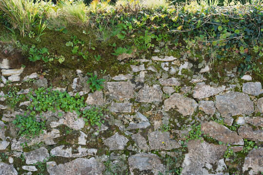 Mossy Stone Wall with Wild Plants and Natural Texture