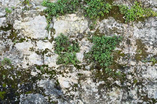 Mossy Stone Wall Texture With Wild Green Plants