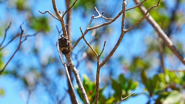 Close-up of a cicada perched on a dry branch against a bright blue sky with blurred green foliage in the background