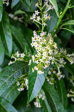 Cestrum nocturnum or Night Blooming Jasmine, the plant wich have scent in the night