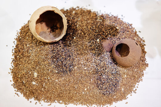 A pile of small brown seeds with two hollowed-out coconut shells on top, placed on a white surface.