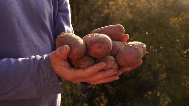 Potato harvest. Farmer Holding Fresh Harvest. Agriculture