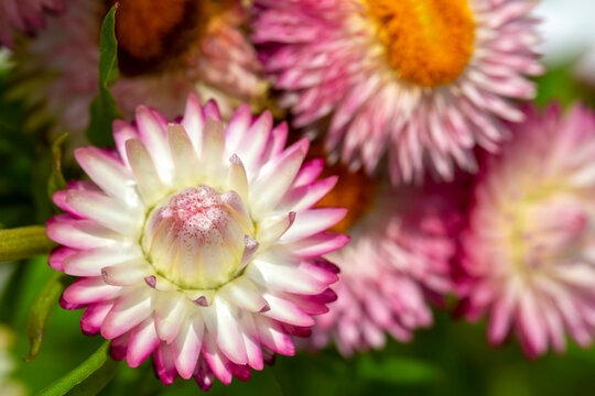 Achimenes is a genus of plants belonging to the Gesneriaceae family. Xerochrysum bracteatum flower.