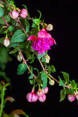 Obraz premium Macro view of Fuchsia hybrids flower (lady's eardrops, fuchsia magellanica, hummingbird or Hardy fuchsia)