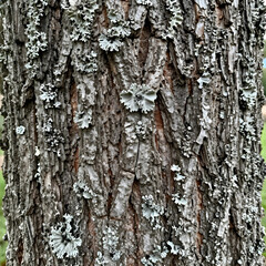 Fototapeta premium Ecology and biodiversity, lichen growing on rough tree bark texture in forest environment for natural background and organic botanical surface pattern