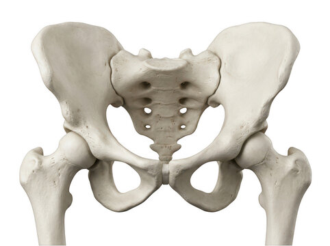 Human pelvis and hip bone skeletal structure front view isolated on transparent background