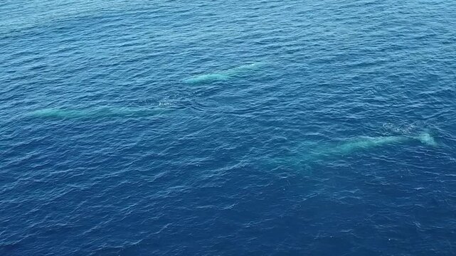 Blue Whale Deeper Below Dark Water Surface in Open Ocean Habitat. The view includes faint long outline of a large marine mammal remains visible beneath dark blue rippled sea.