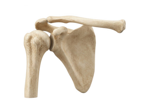 Human shoulder joint anatomy showing ball and socket structure isolated on transparent background