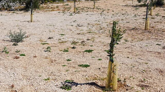 Olive saplings planted in a dry, rocky landscape with sparse vegetation under a clear blue sky in a Mediterranean region, Croatia