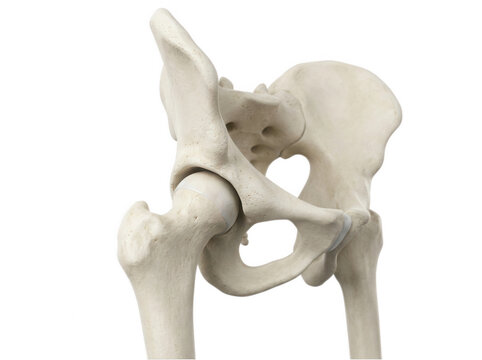 Human hip joint anatomy showing ball and socket structure isolated on transparent background for medical education