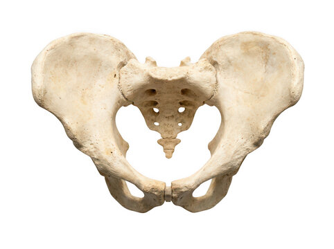 Human pelvis bone structure isolated on transparent background for medical study