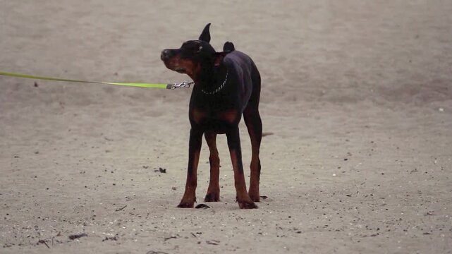 Slow motion of a black doberman pinscher shaking its head on a sandy beach