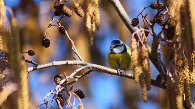 Blue Tit foraging in sunny forest edge, autumn morning light, wild songbird feeding behavior, 4K wildlife footage, Germany