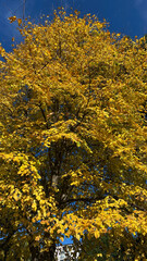 Large tree with vibrant yellow autumn leaves stands against a clear blue sky © lmot11