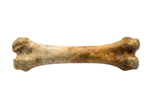 Human femur bone distal and proximal ends isolated on transparent background