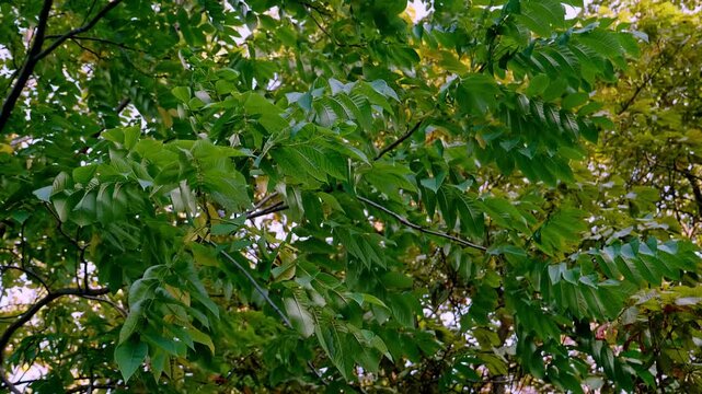 Sunlight filtering through vibrant green walnut tree leaves in late summer