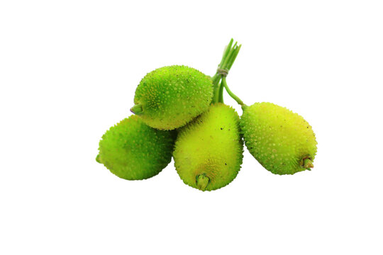 Spiky green gourds tied together for healthy eating