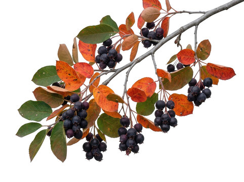 Serviceberry branch with dark berries and beautiful autumn colored leaves isolated on transparent background cutout