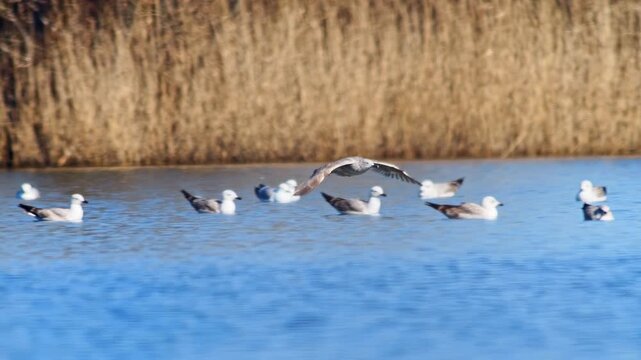 Herring Gull landing on pond after flight, adult seabird approach and touchdown in winter morning, wing control behavior, 4K wildlife footage, Germany