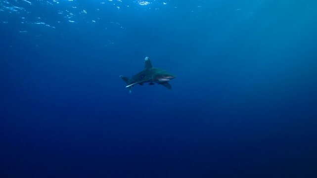 An oceanic whitetip shark, also known as Longimanus, emerges from the deep blue and slowly approaches the camera, illuminated by beautiful rays of sunlight filtering through the water. The shark comes